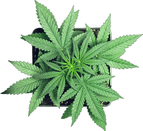 cannabis green leaf